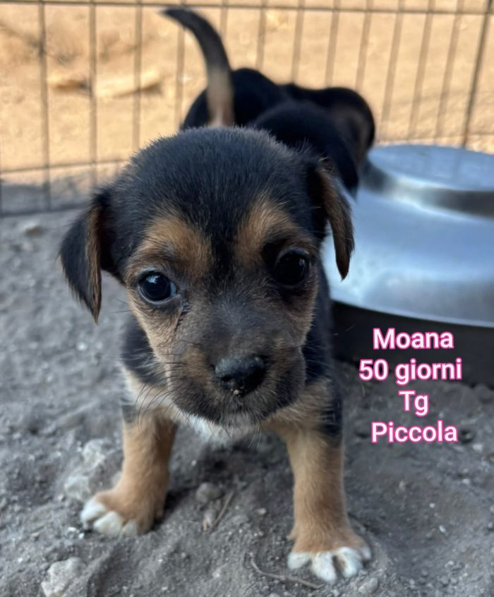 Cagnolina piccola taglia