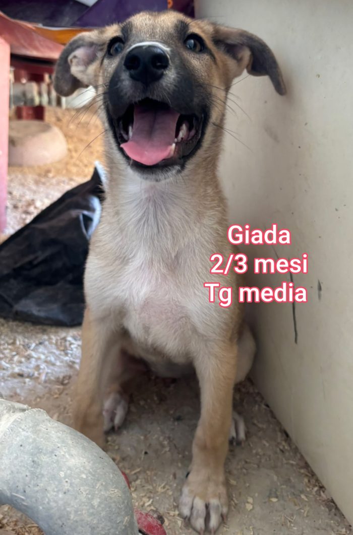 Cuccioli buttati a morire - media 10
