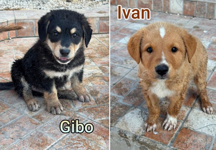 Cuccioli buttati a morire - media 9