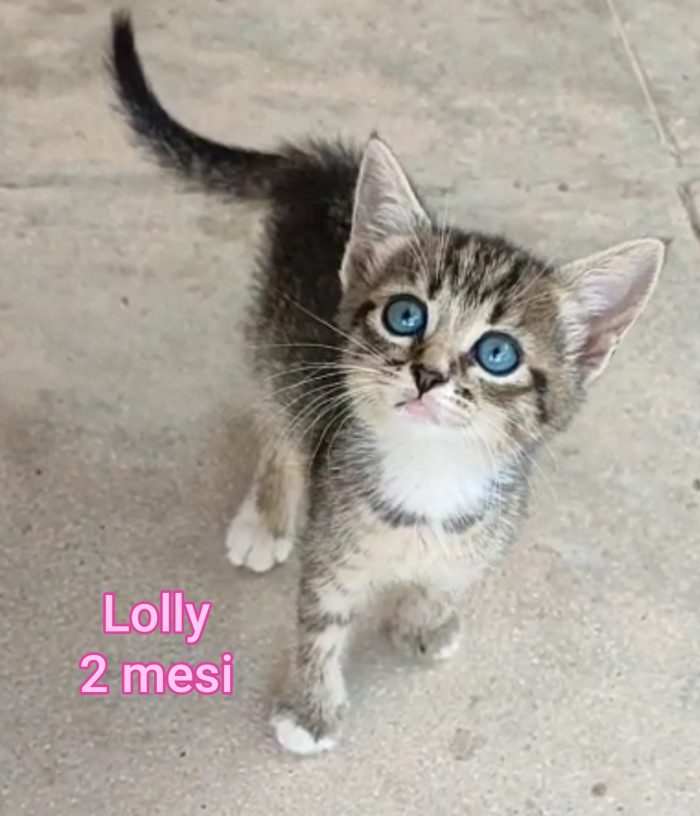 Tanti micini soli! - media 6