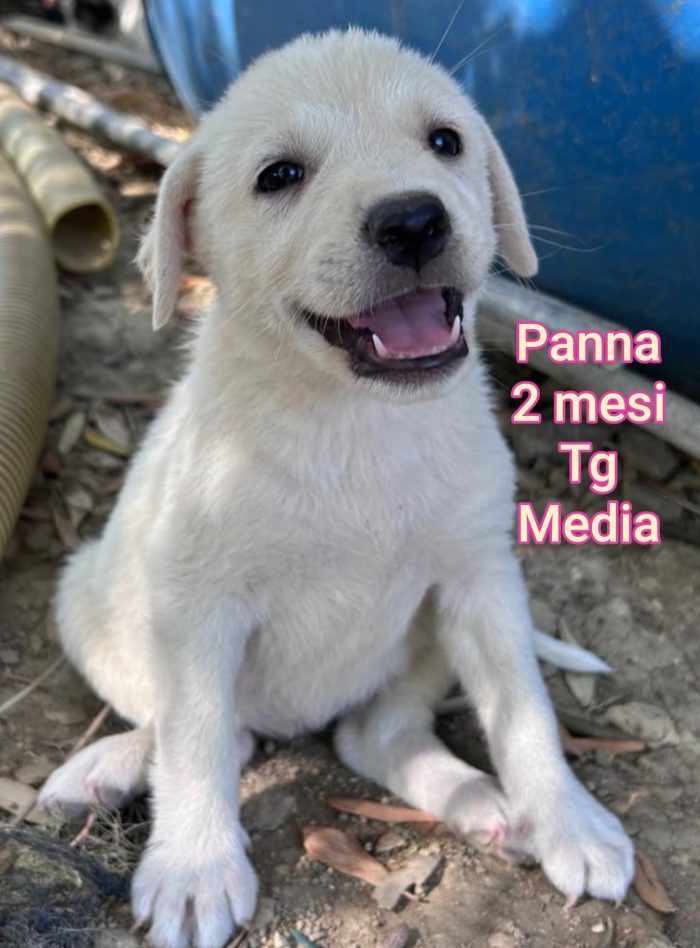 Cuccioli soli in rifugio! - media 8