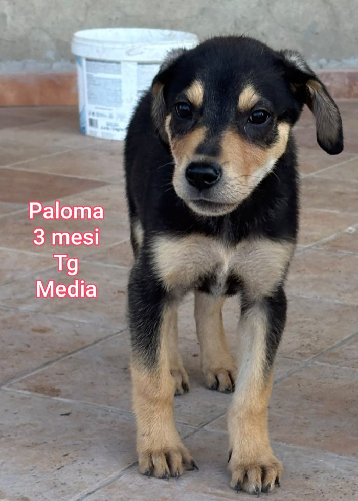 Cuccioli soli in rifugio! - media 7