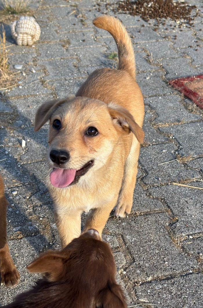 Cucciola invisibile a tutti