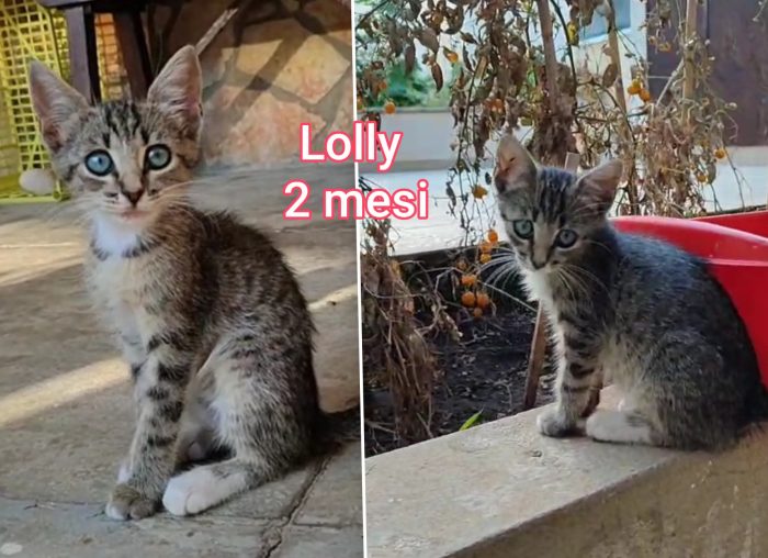 Dolcissimi gattini - media 6