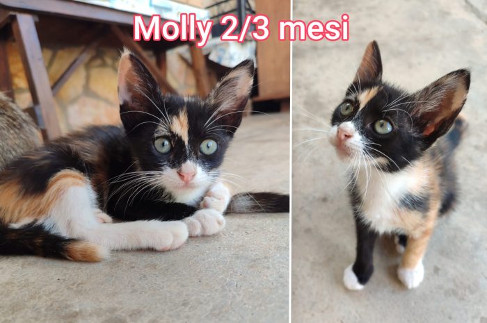 Dolcissimi gattini