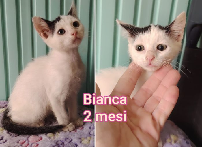 Dolcissimi gattini - media 10