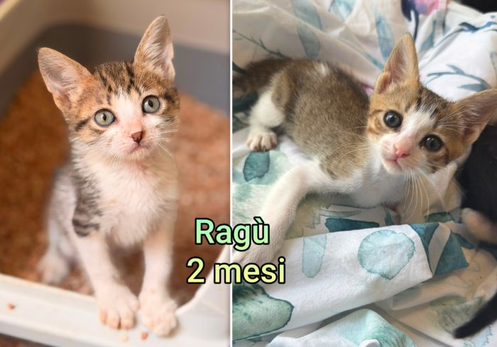 Dolcissimi gattini - media 9
