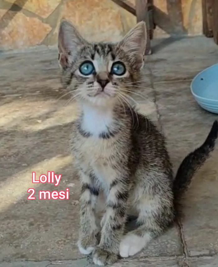ADOTTA UN GATTINO