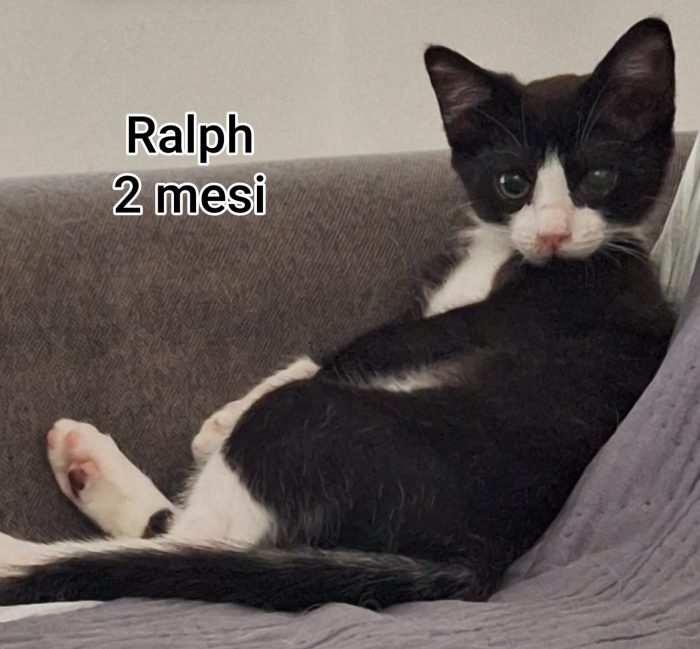 ADOTTA UN GATTINO - media 9