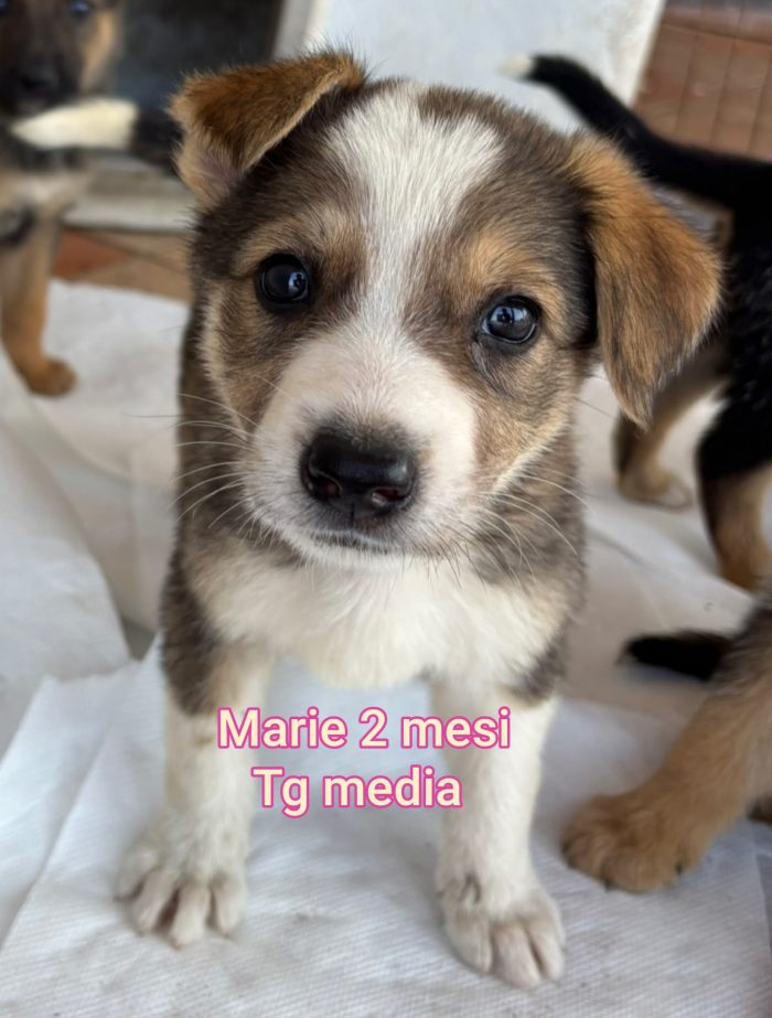 SALVA UN CUCCIOLO!