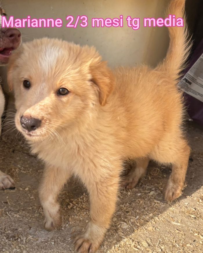 SALVA UN CUCCIOLO! - media 8