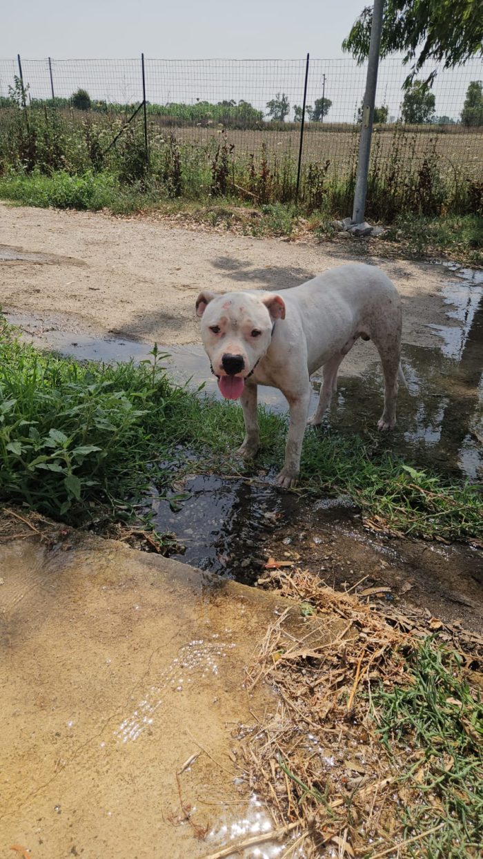 Giovanni: Dogo Argentino dolce equilbrato - media 4