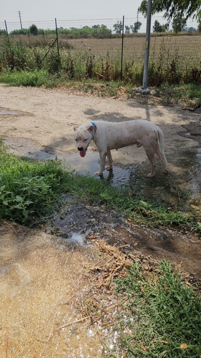 Giovanni: Dogo Argentino dolce equilbrato - media 5