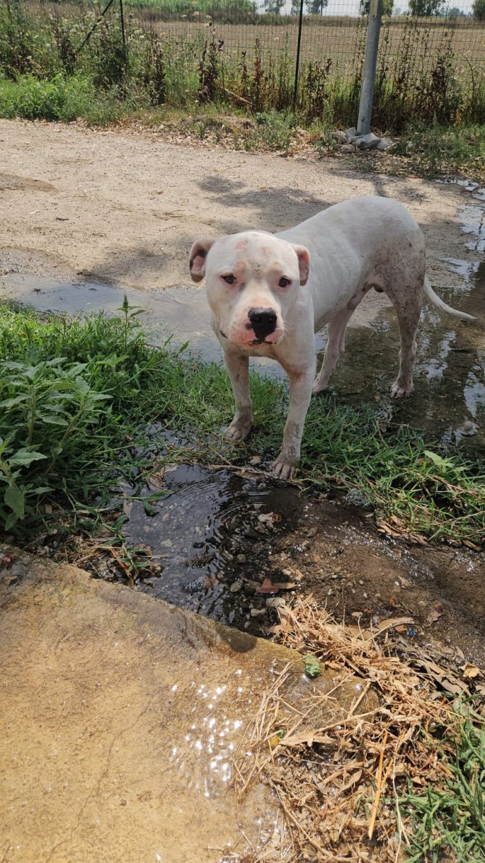 Giovanni: Dogo Argentino dolce equilbrato