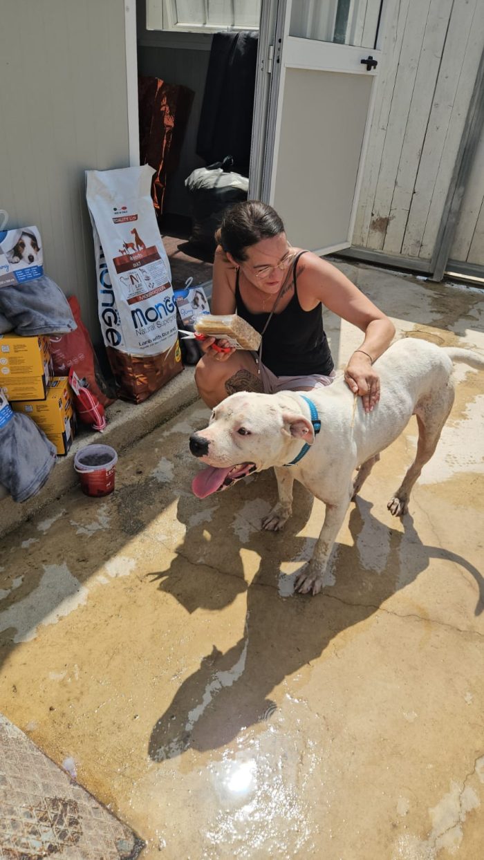 Giovanni: Dogo Argentino dolce equilbrato - media 8
