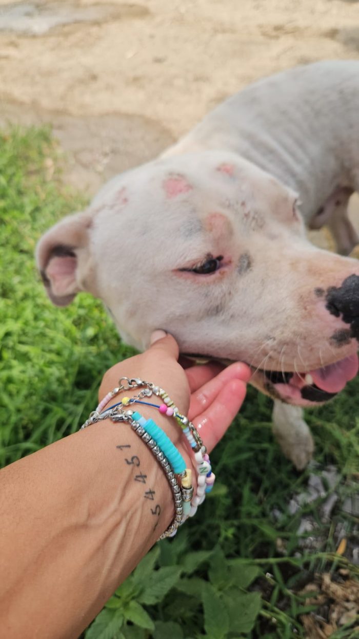 Giovanni: Dogo Argentino dolce equilbrato - media 7