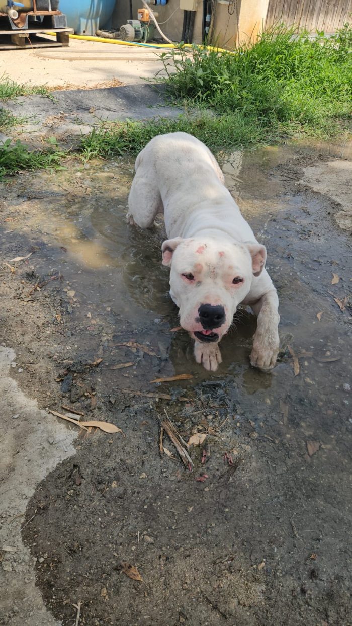 Giovanni: Dogo Argentino dolce equilbrato - media 6