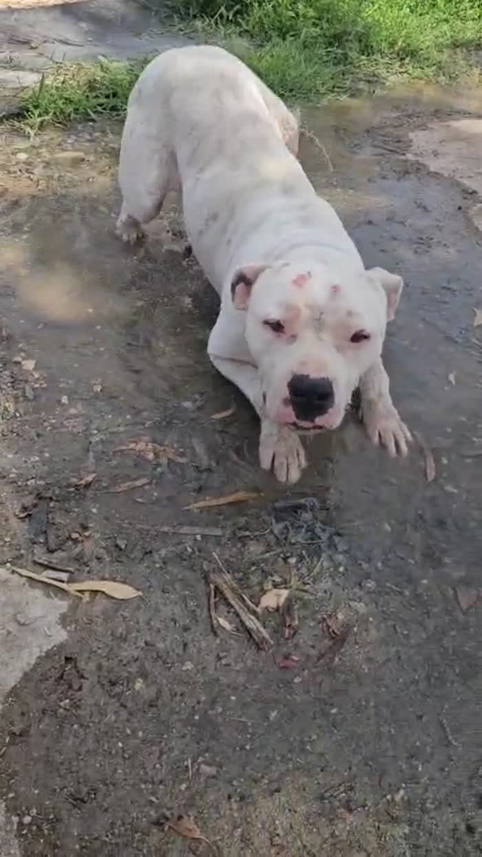 Giovanni: Dogo Argentino dolce equilbrato - media 9