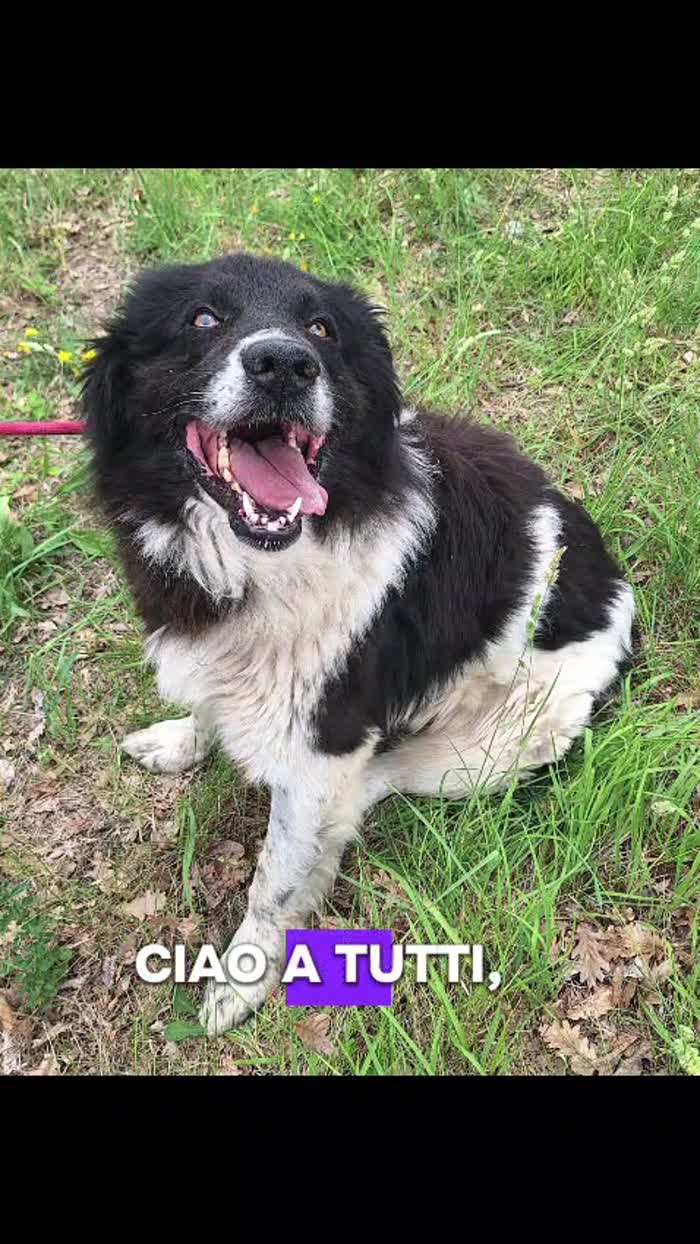 Mix Border Collie 3anni tg grandina,in canile da tanto - media 5