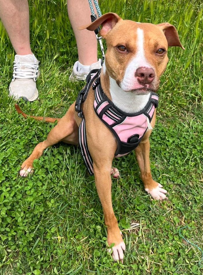 ANDROMACA PIT