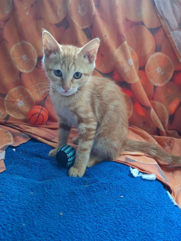 PUPI: MICINA DI 2 MESI E MEZZO CERCA FAMIGLIA