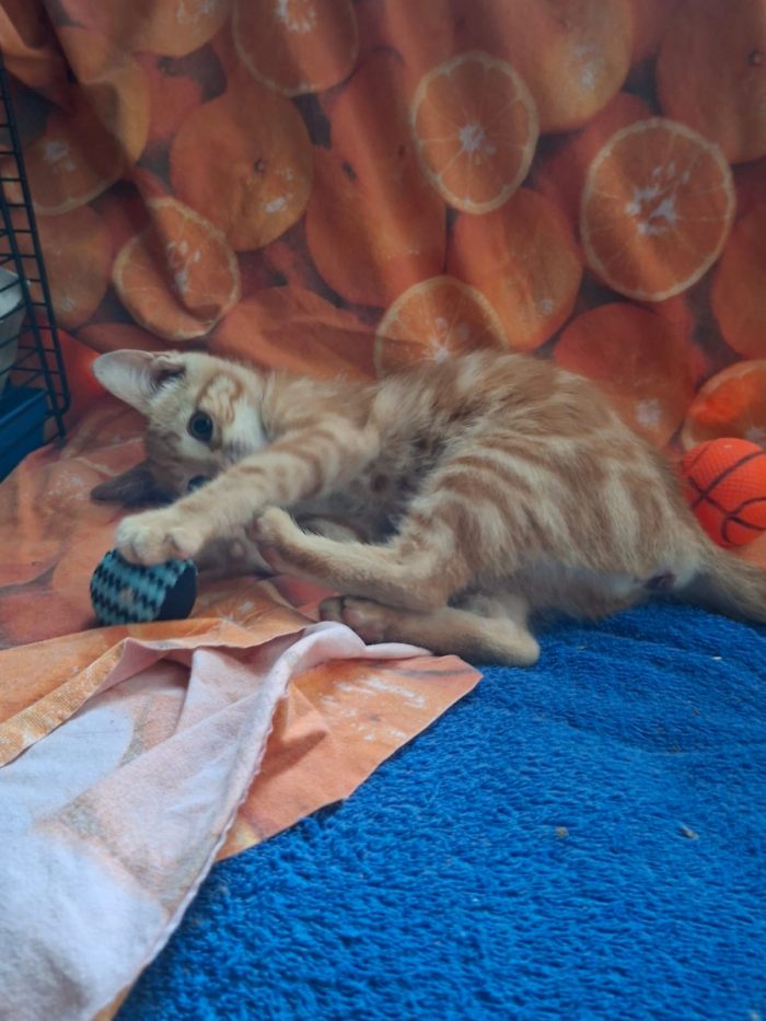 PUPI: MICINA DI 2 MESI E MEZZO CERCA FAMIGLIA