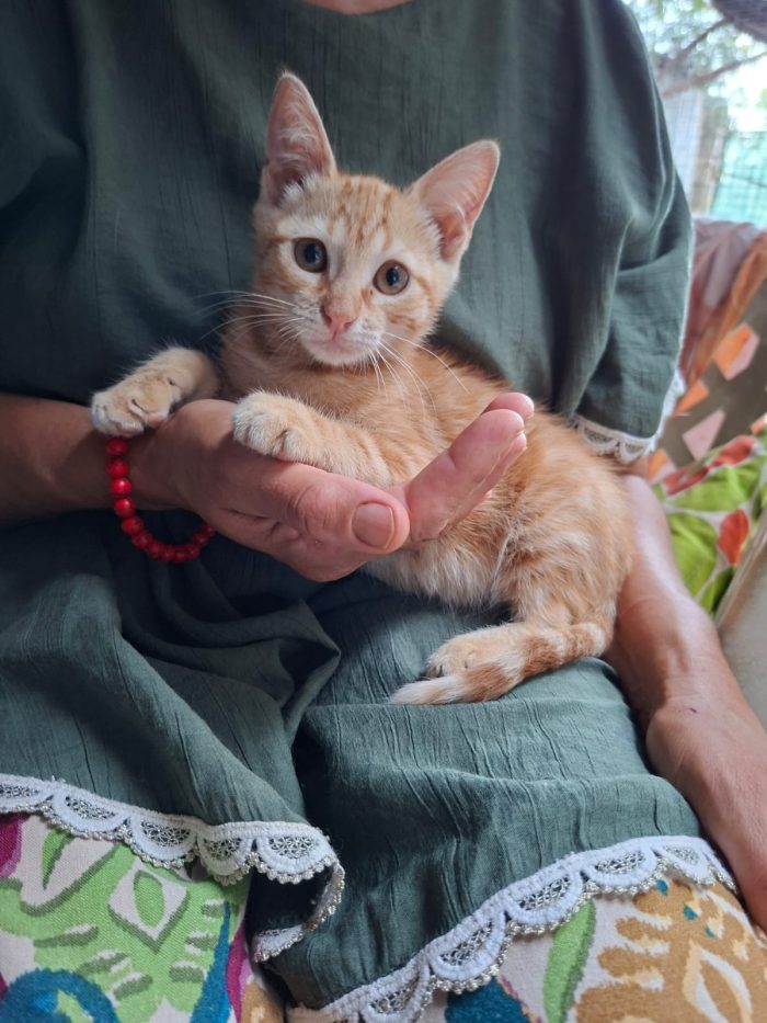 PUPI: MICINA DI 2 MESI E MEZZO CERCA FAMIGLIA