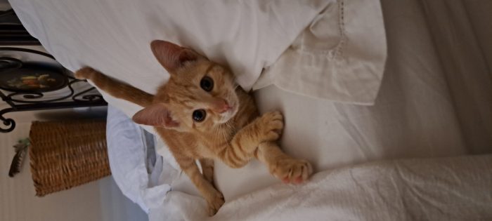 PUPI: MICINA DI 2 MESI E MEZZO CERCA FAMIGLIA - media 7
