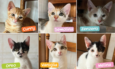 6 GATTINI DI 90 GG. CERCANO CASA