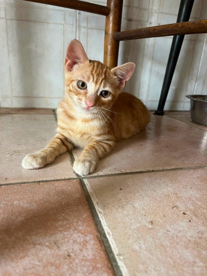 6 GATTINI DI 90 GG. CERCANO CASA - media 4