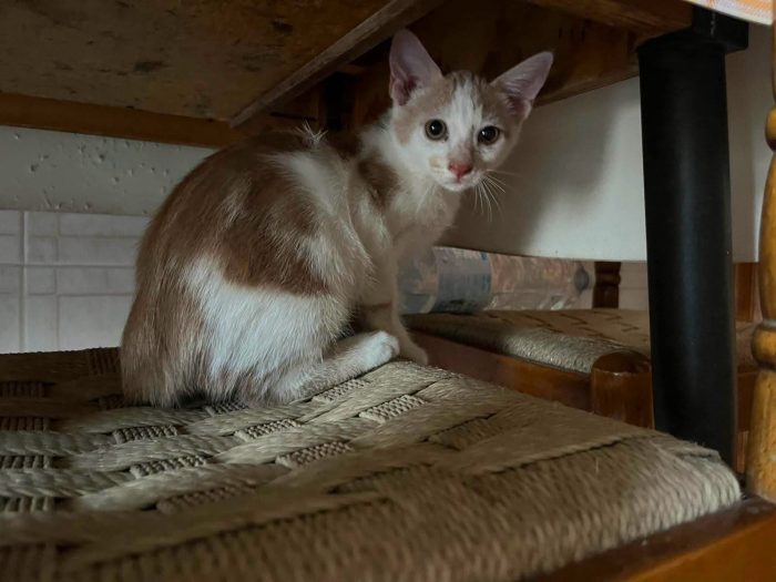 6 GATTINI DI 90 GG. CERCANO CASA - media 7