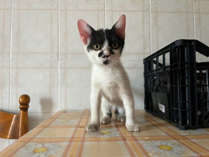 6 GATTINI DI 90 GG. CERCANO CASA - media 5