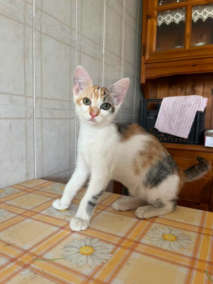 6 GATTINI DI 90 GG. CERCANO CASA