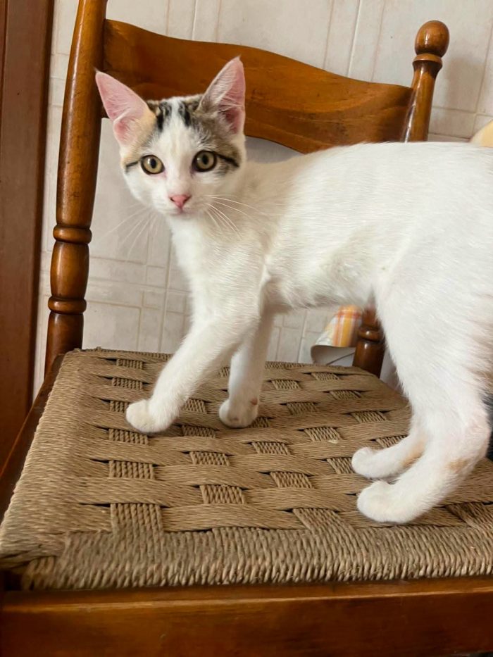 6 GATTINI DI 90 GG. CERCANO CASA - media 6