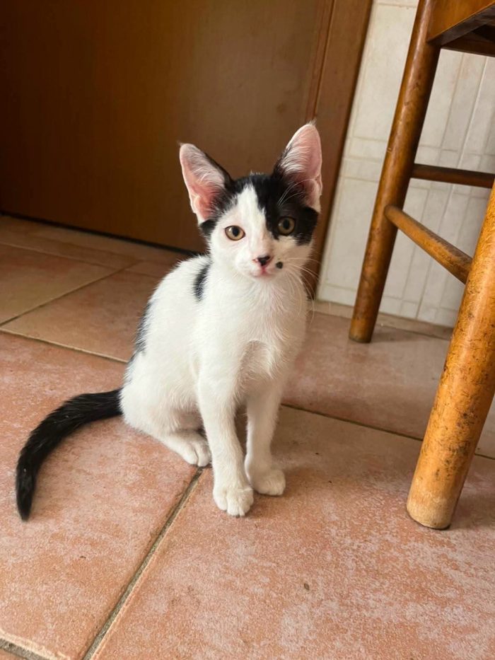 6 GATTINI DI 90 GG. CERCANO CASA
