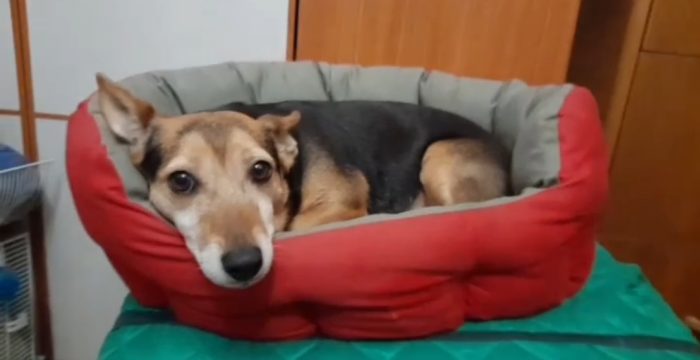 Kira, 9 anni, cerca una famiglia amorevole
