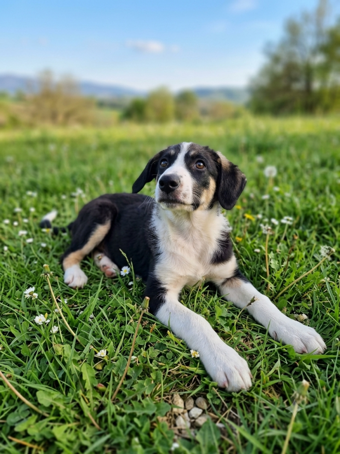 Dolcissimo cucciolo