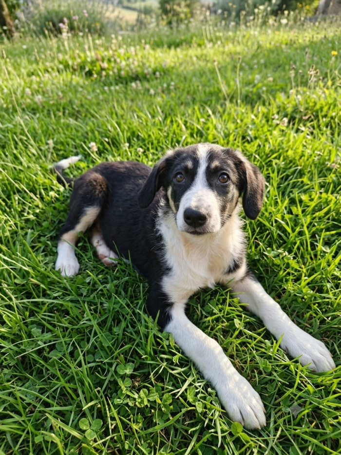 Dolcissimo cucciolo