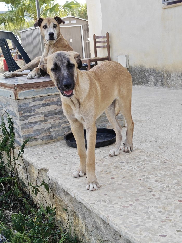 Molly cucciola mesi 6