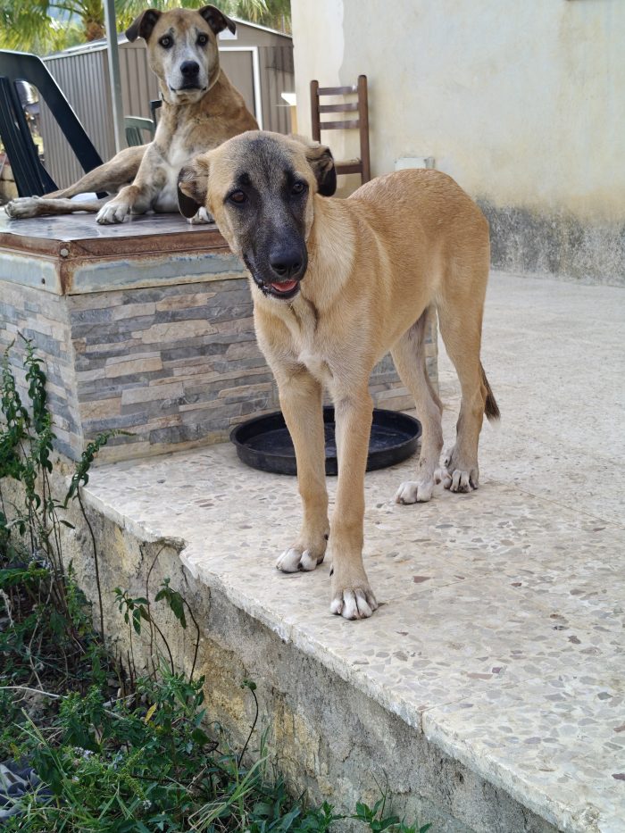 Molly cucciola mesi 6