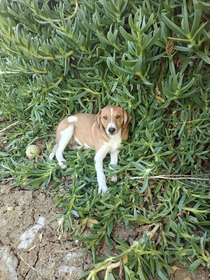 Simba cucciolo mesi 4