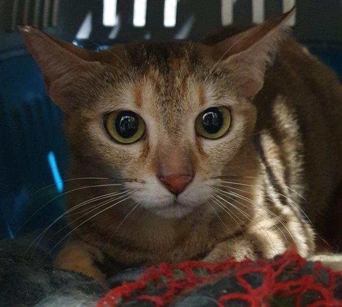Luna, gattina tigrata (metà 2024) - media 4