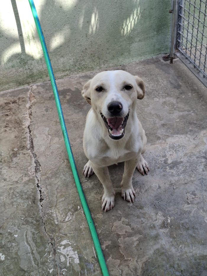 Leo dolcissimo cagnolino taglia piccola
