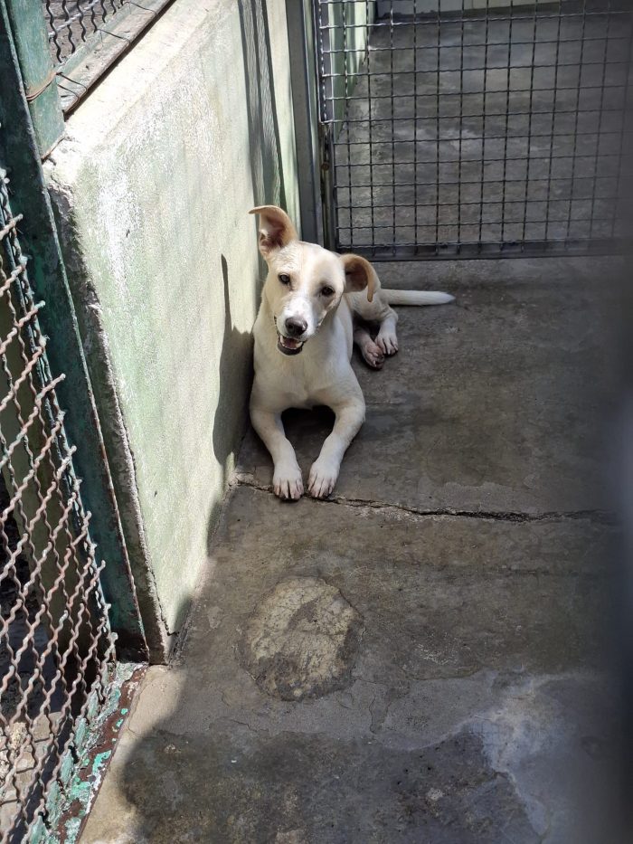 Leo dolcissimo cagnolino taglia piccola