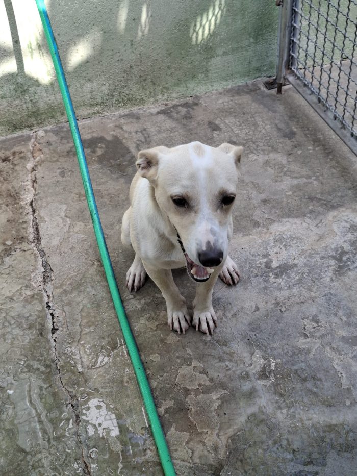 Leo dolcissimo cagnolino taglia piccola