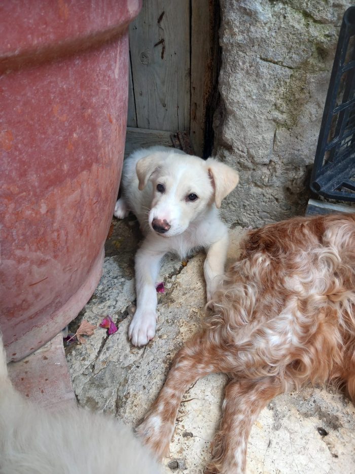 SEMOLA - cucciolo di 3 mesi - taglia media