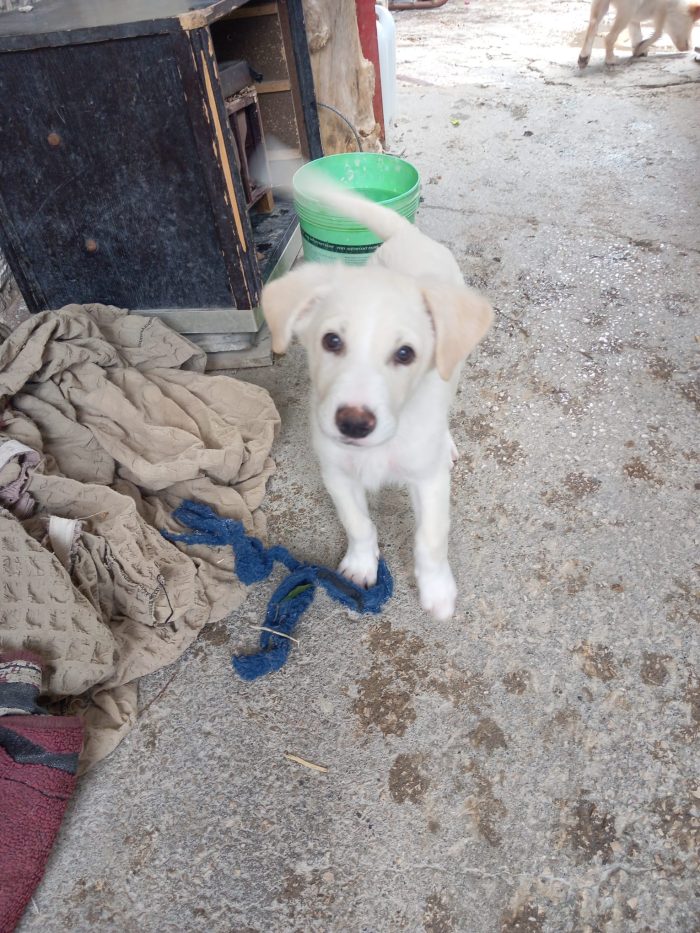 SEMOLA - cucciolo di 3 mesi - taglia media
