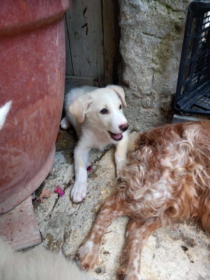 SEMOLA - cucciolo di 3 mesi - taglia media