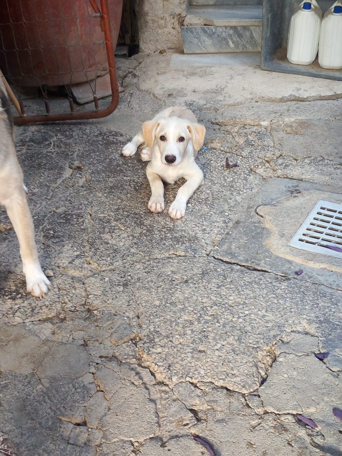 SEMOLA - cucciolo di 3 mesi - taglia media - media 4