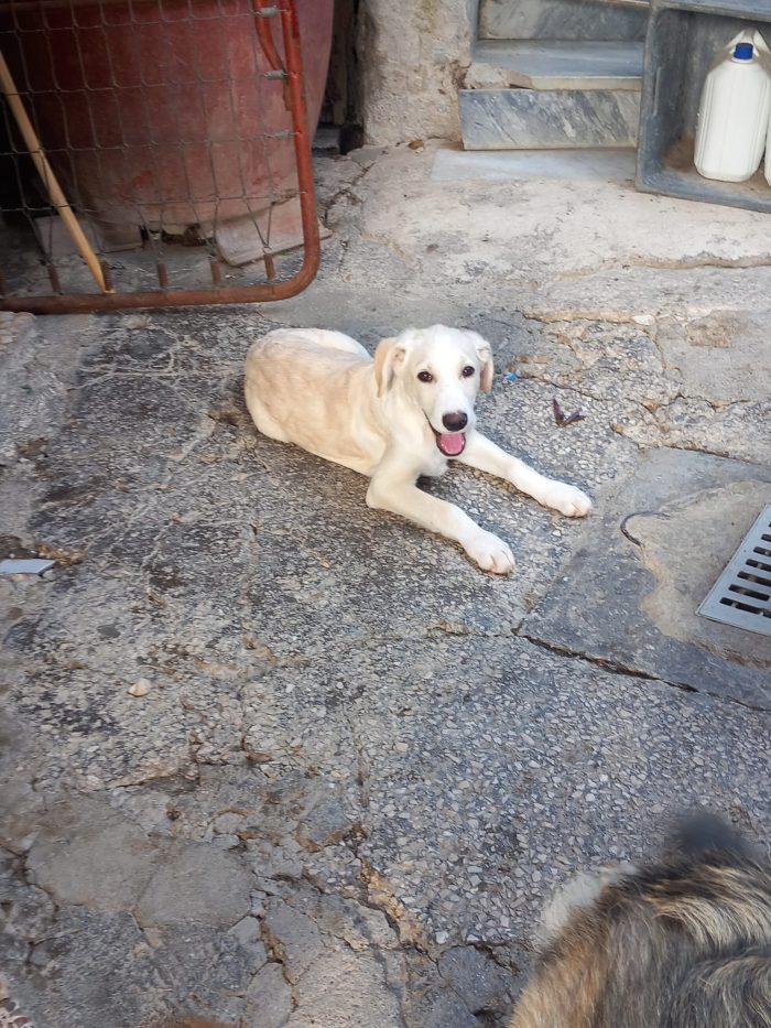 SEMOLA - cucciolo di 3 mesi - taglia media - media 5